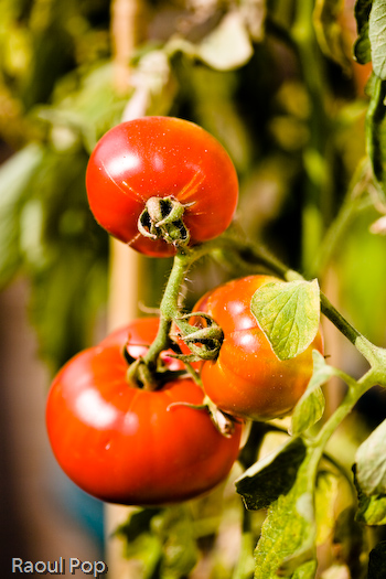 Homegrown tomatoes