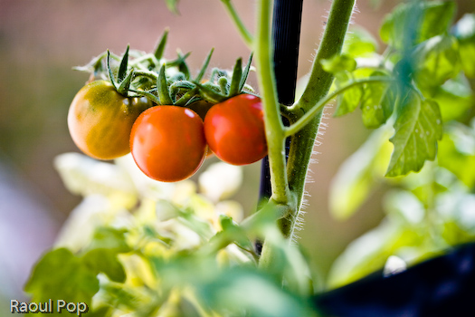 Homegrown cherry tomatoes