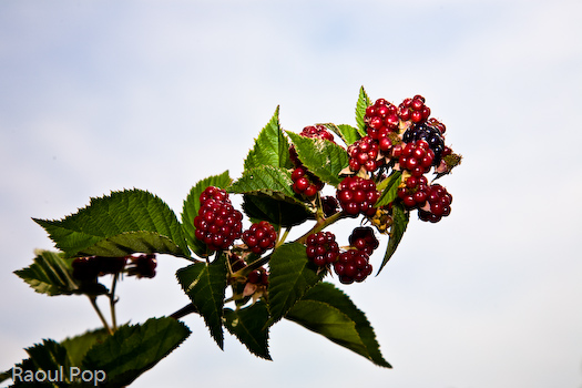 Blackberries