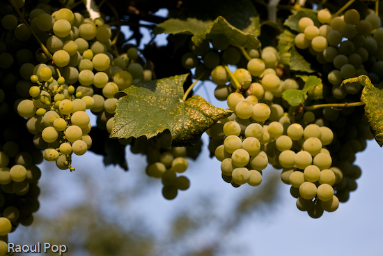 Ripe and ready for the picking