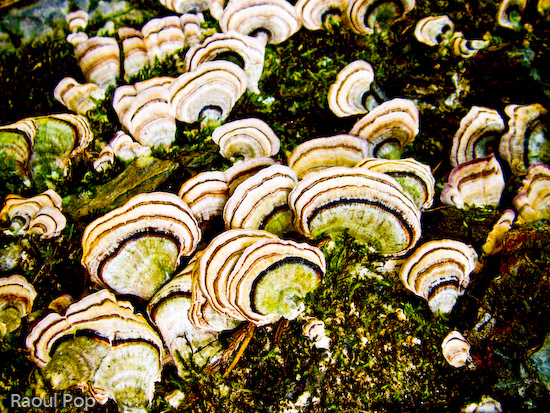 Lichen growing on tree bark
