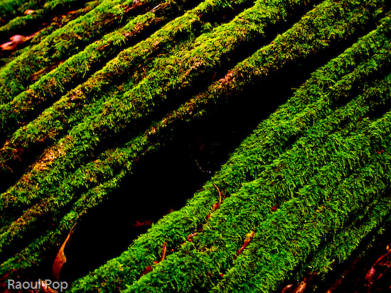 Thick moss growing on tree bark
