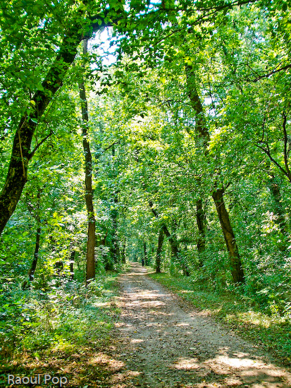 C&O Canal Towpath