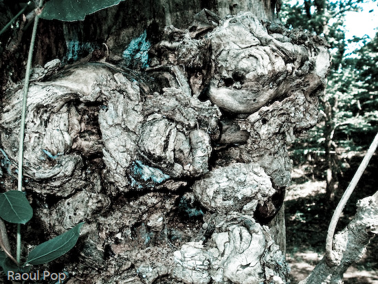 Trees have faces too