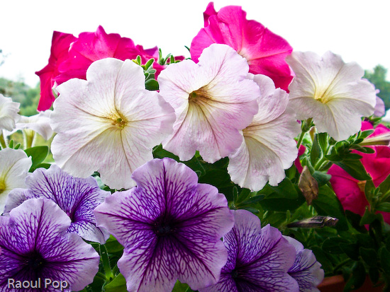 Red, white and purple petunias