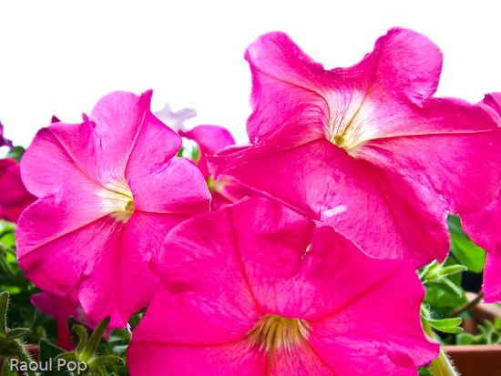 Red petunias