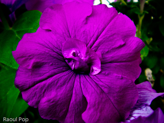 Mauve petunia