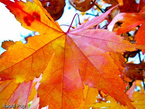 An offering of sorts