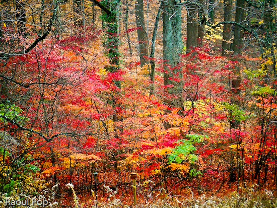 As only fall could do it