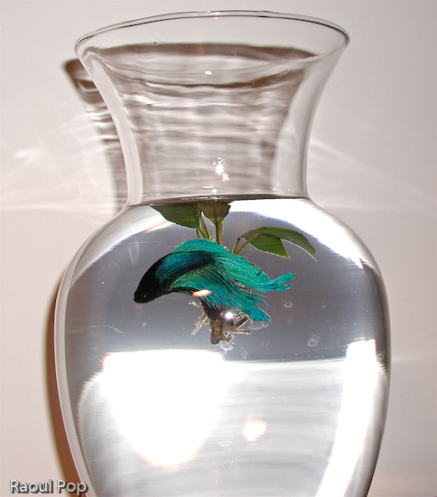 Betta fish swimming