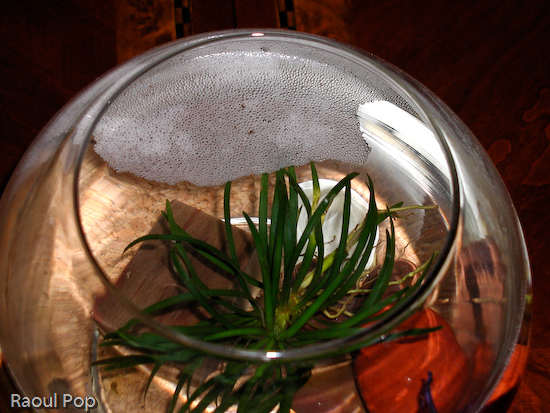 Betta fish bubble nest