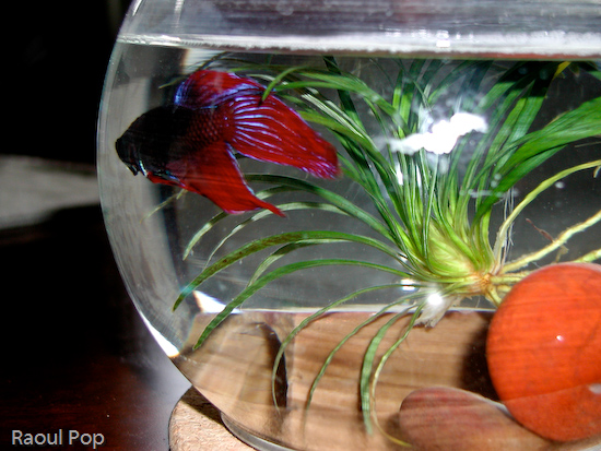 Betta fish with flared fins