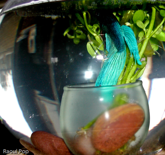 Betta fish resting below water surface
