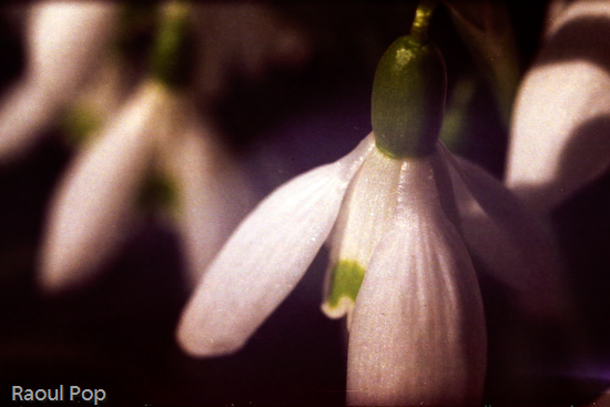 Snowdrop