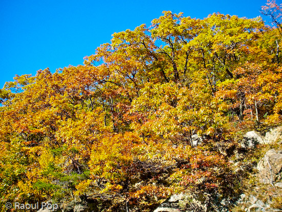 Trees on a mountain peak