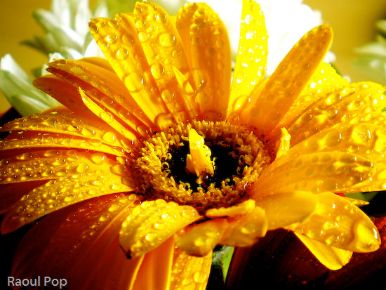 Waterdrops on petals