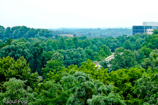 Virginia forest from above
