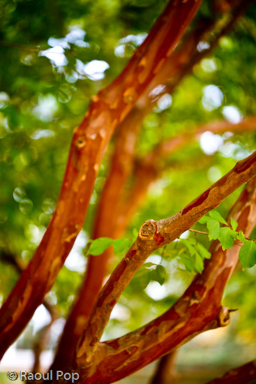 Stretching toward the sky