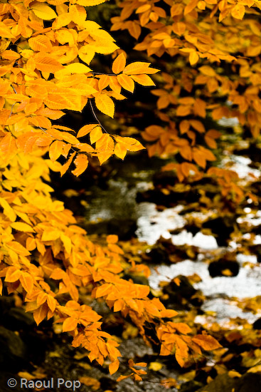 A brook dressed for fall