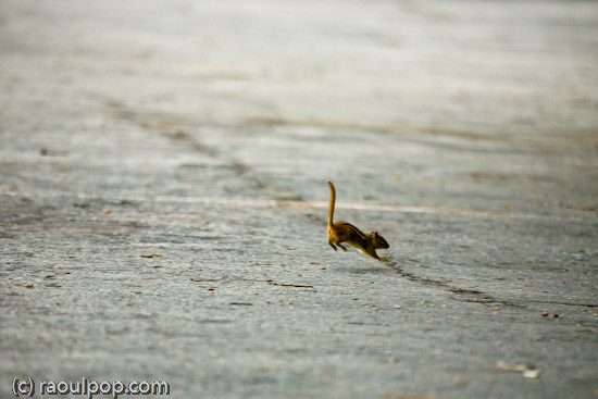 Leap year for Mr. Chipmunk