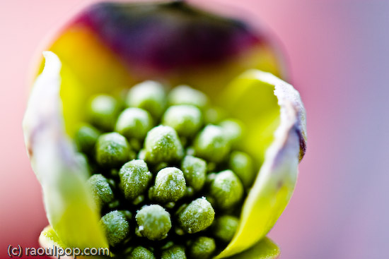 Extra special frosted somethings