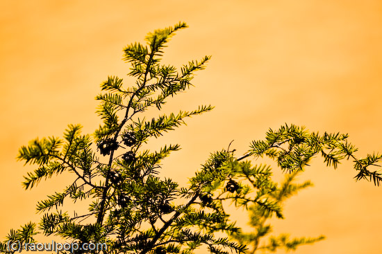 Peaceful, easy feeling