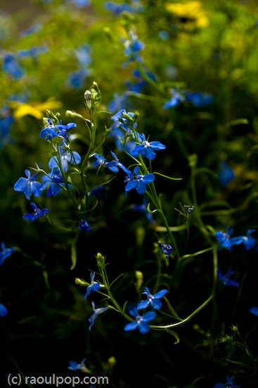 Forget-me-nots