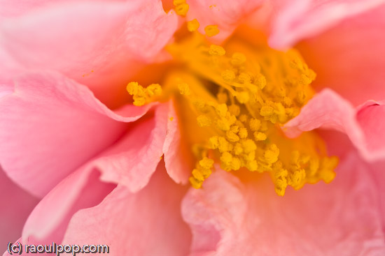 Love comes in abundance