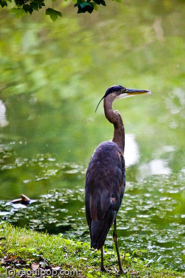 Heron at Grosvenor Lake