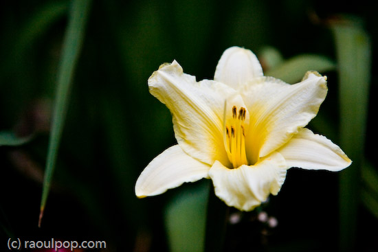 White lily