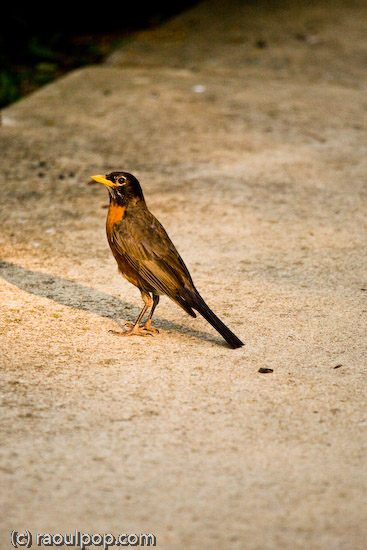 The robin examines me