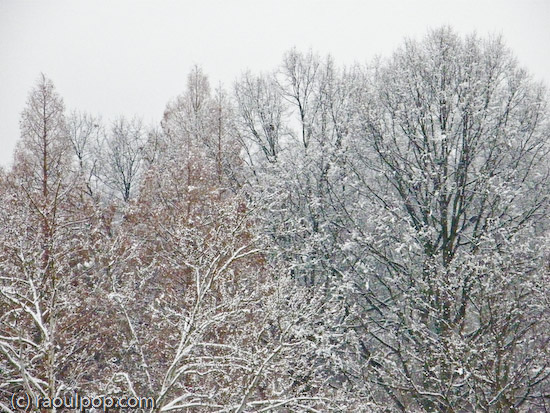Trees during snowfall