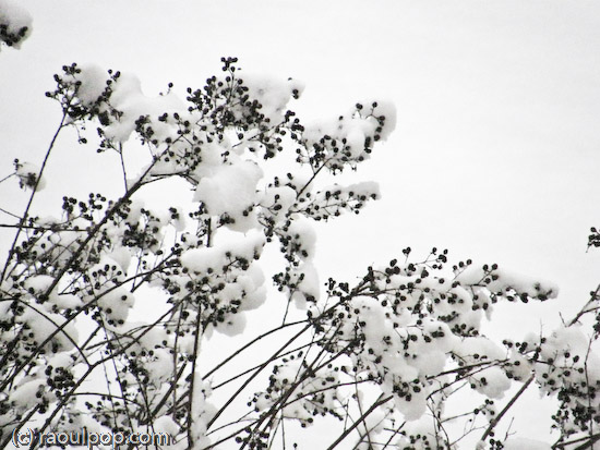 Branches covered in snow