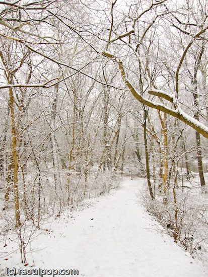 Forest path at Lock 10