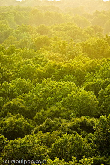 Tree cover at sunset