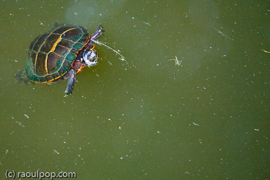Mr. Turtle comes up for air