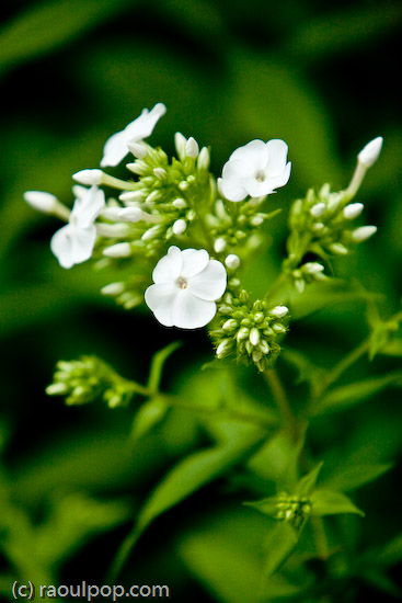 White flower bokeh