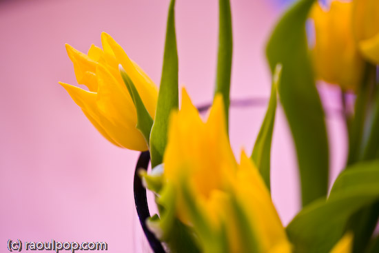 Debutante steals the show