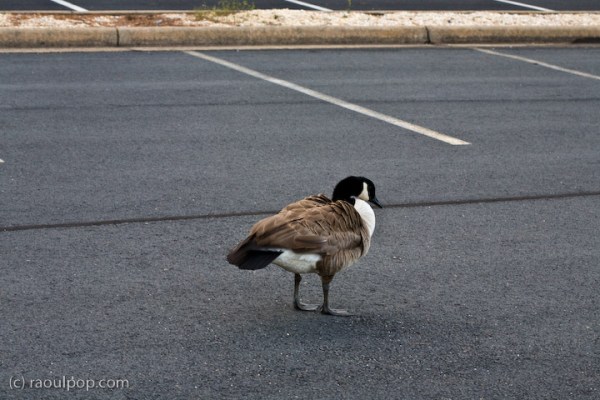 Parking lot goose