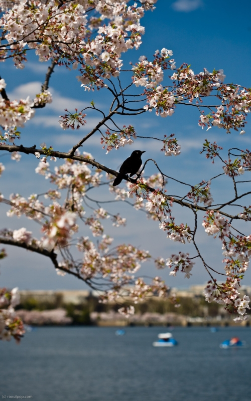 A blackbird rests on a branch in bloom. Taken in Washington, DC, USA, during the 2008 Cherry Blossom Festival.
