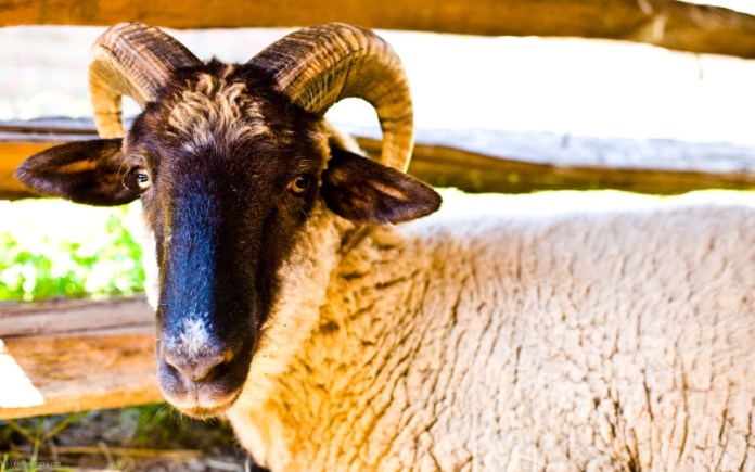 A ram gives the photographer an inquisitive look as he is photographed inside one of the sheep sheds at Mount Vernon.