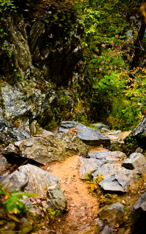 Down into the rocky ravine A sand-lined footpath along the shore of the Potomac River, somewhere near Great Falls, MD.