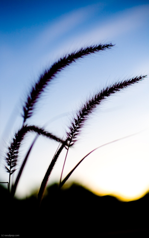 Stems of long grass flutter in the cool evening wind. 