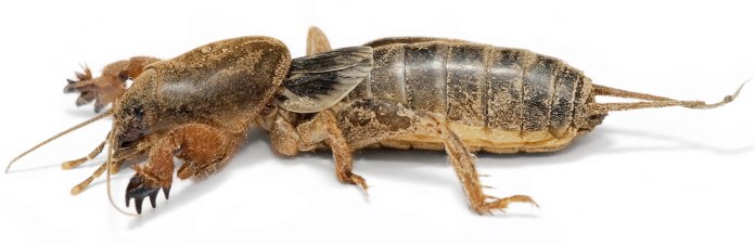 mole-cricket
