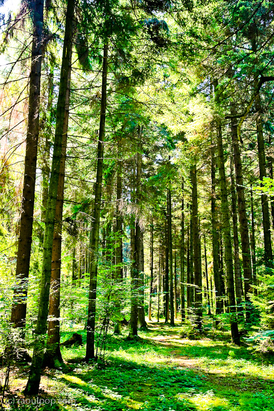 Walking in a conifer forest