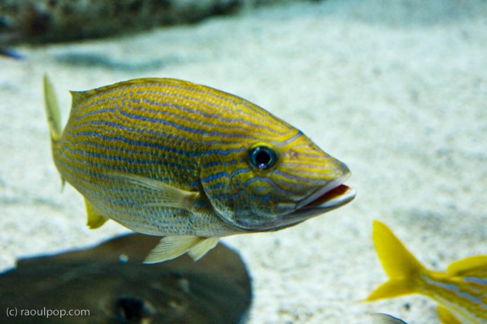 baltimore-aquarium-107 baltimore-aquarium-107