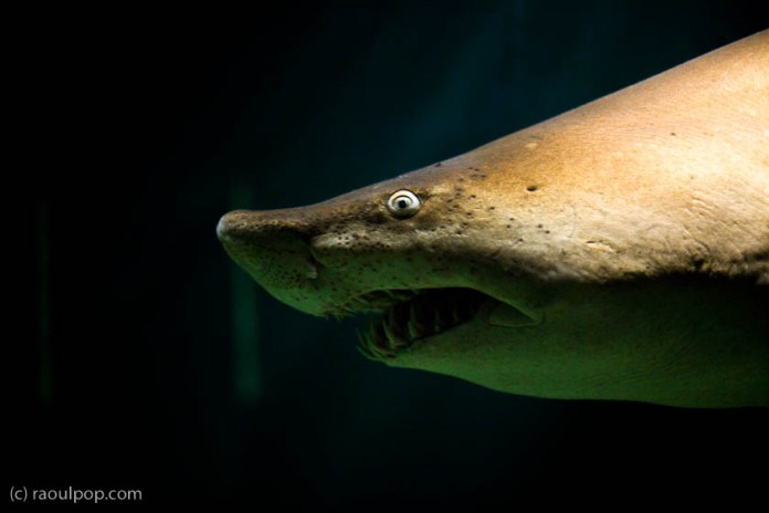 The neocons are at it again The neocons are at it again