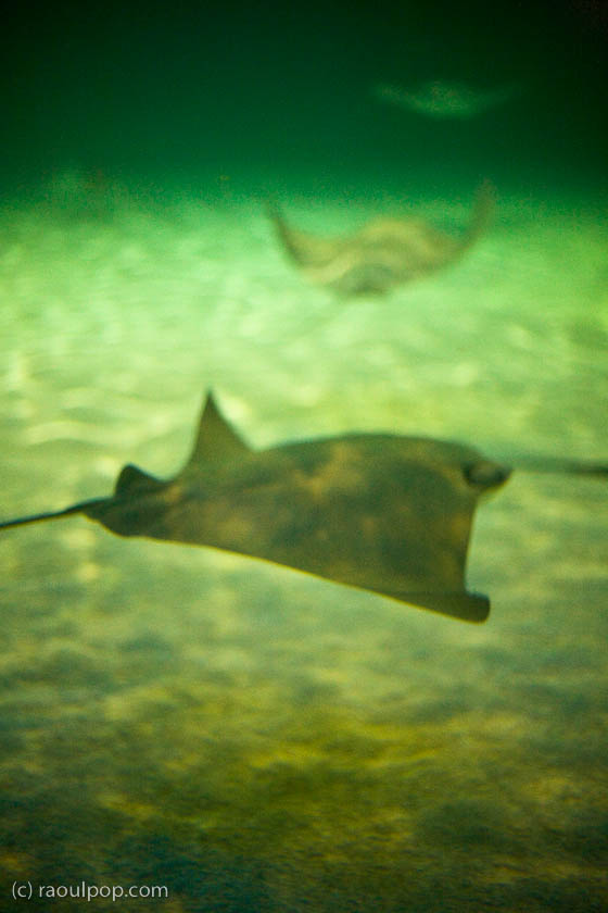 baltimore-aquarium-129 baltimore-aquarium-129