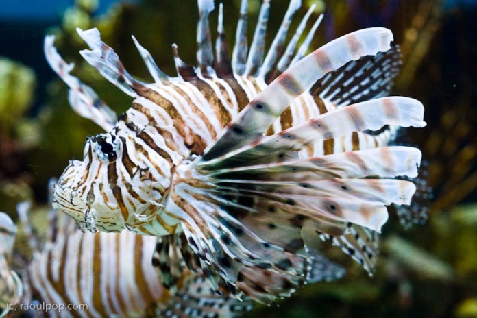 baltimore-aquarium-137 baltimore-aquarium-137