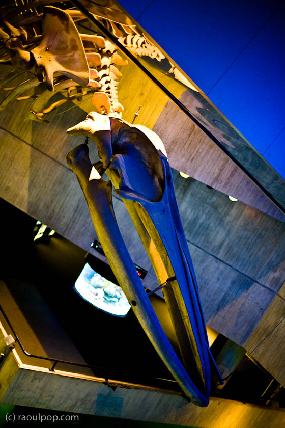 Whale of a story Whale of a story